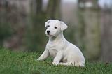 JACK RUSSEL 269